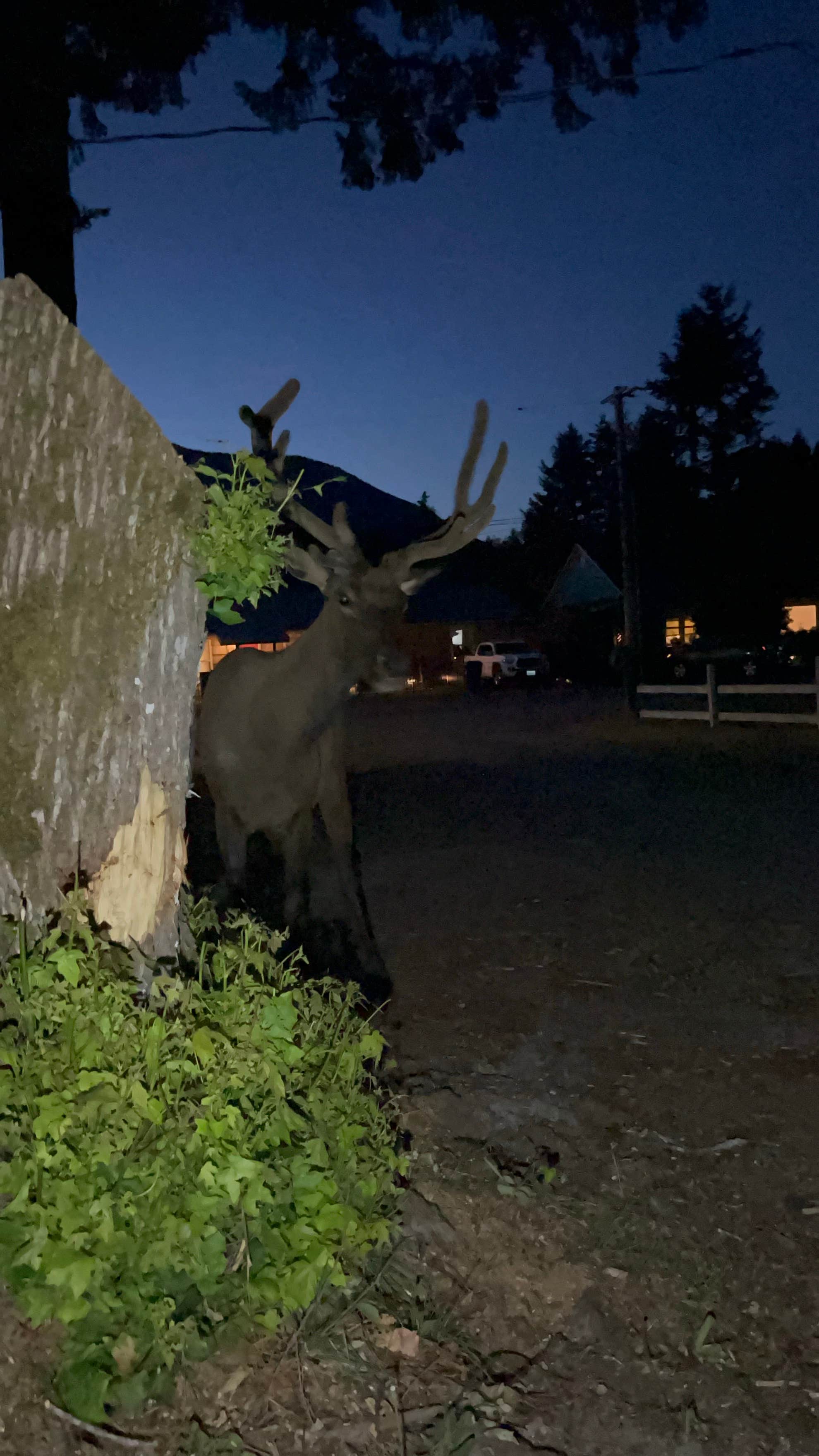 Camper-submitted photo at Packwood RV Park & Campground near White Pass, WA