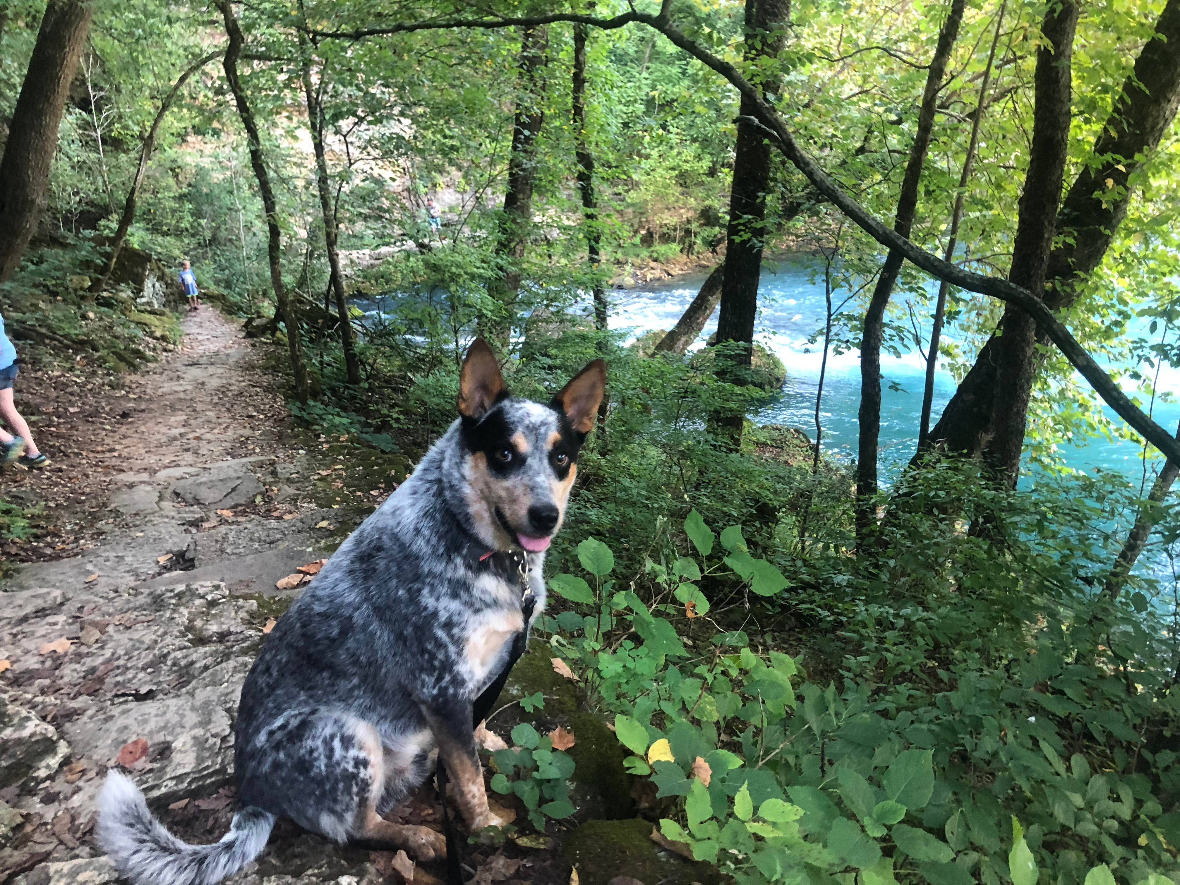 Shelly S.'s photo of camping with pets at Big Spring Campground — Ozark National Scenic Riverway near Mountain View, MO