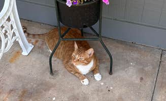 Jayson M.'s photo of camping with pets at All Seasons RV Park near Haysville, KS