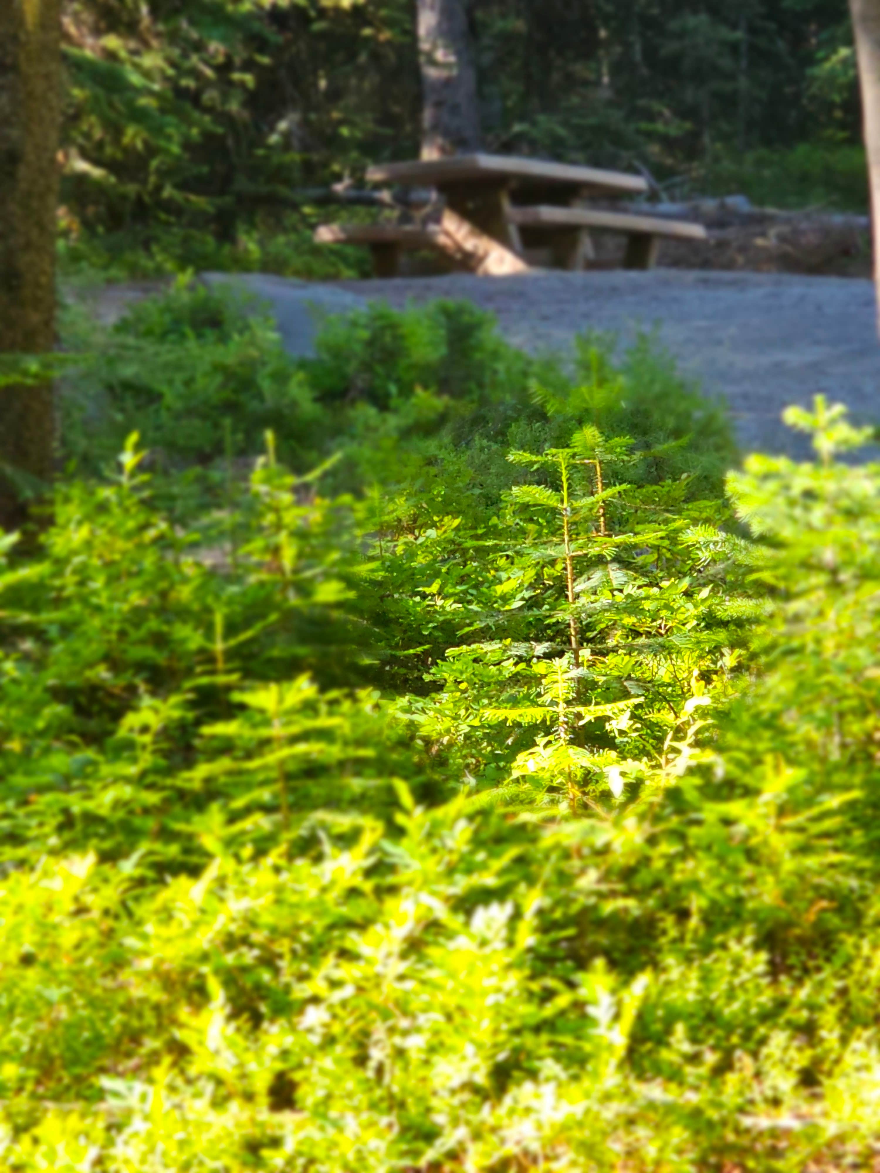 Camper-submitted photo at Strawberry Campground near Malheur National Forest