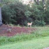 Review photo of Sam Houston Jones State Park — Sam Houston Jones State Park District II by Mike V., August 22, 2016