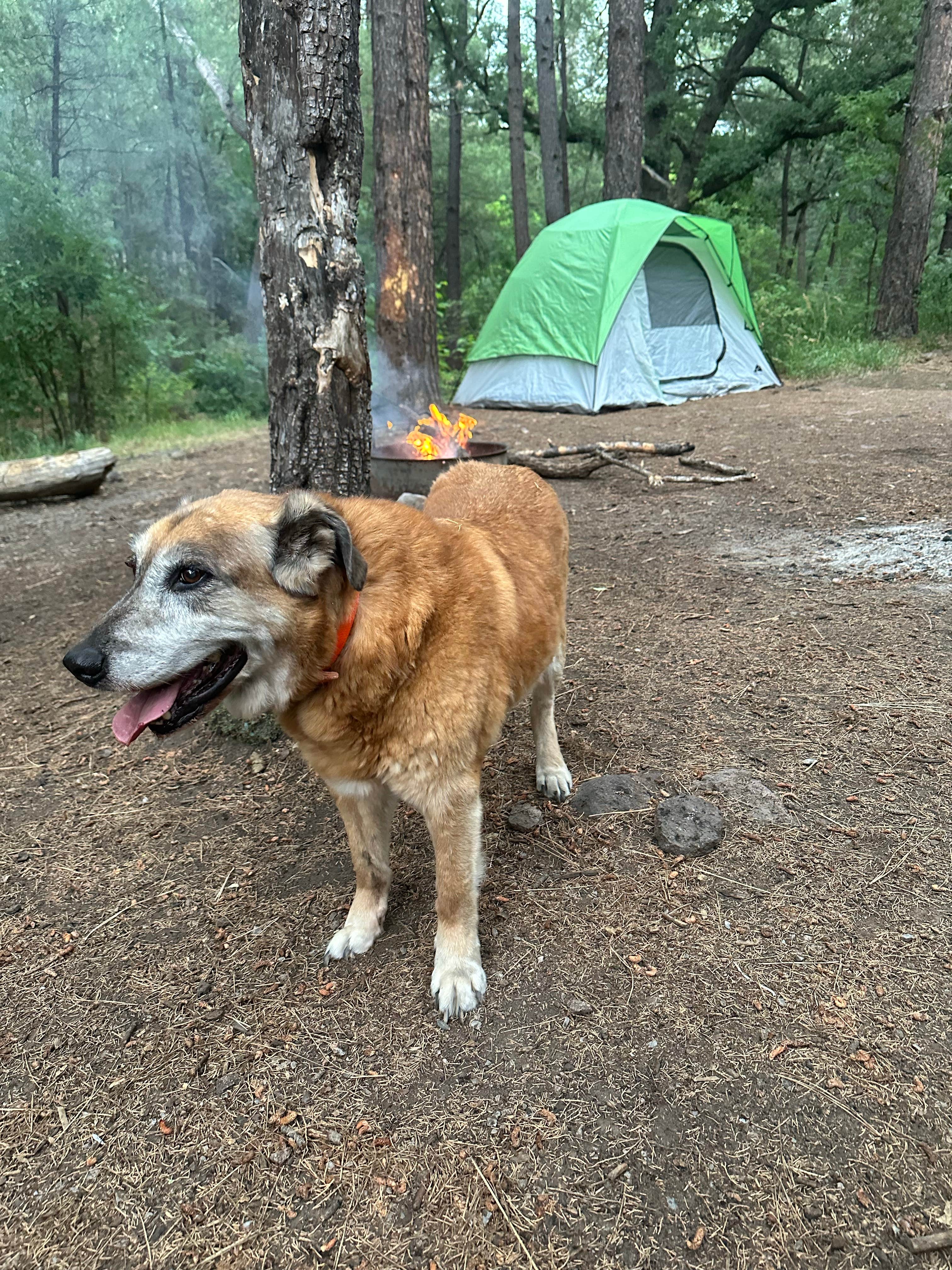 Camper-submitted photo at Cherry Creek Campground near Arenas Valley, NM