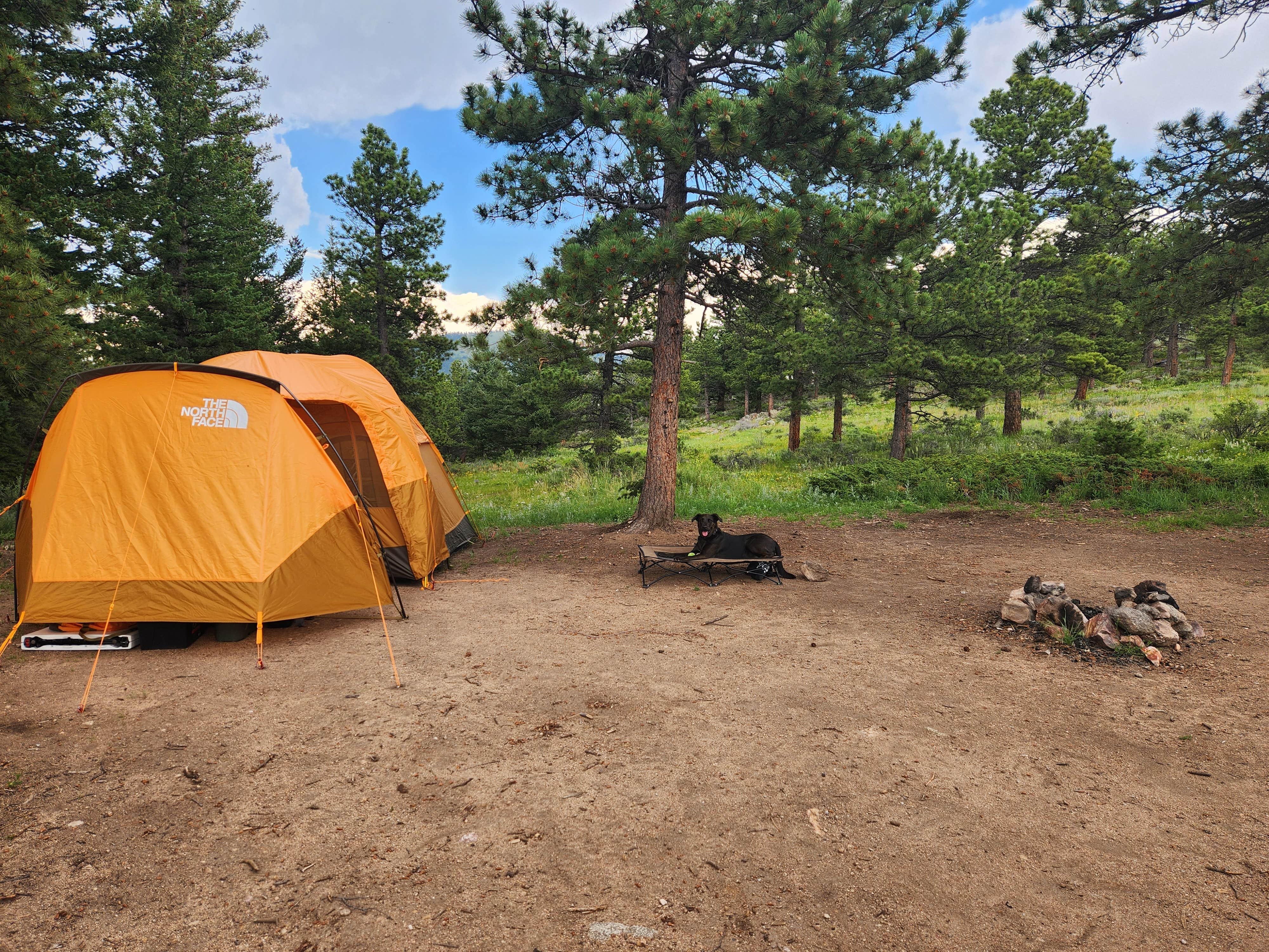 Steph P.'s photo of camping with pets at Forest Road 332 Dispersed near Nederland, CO