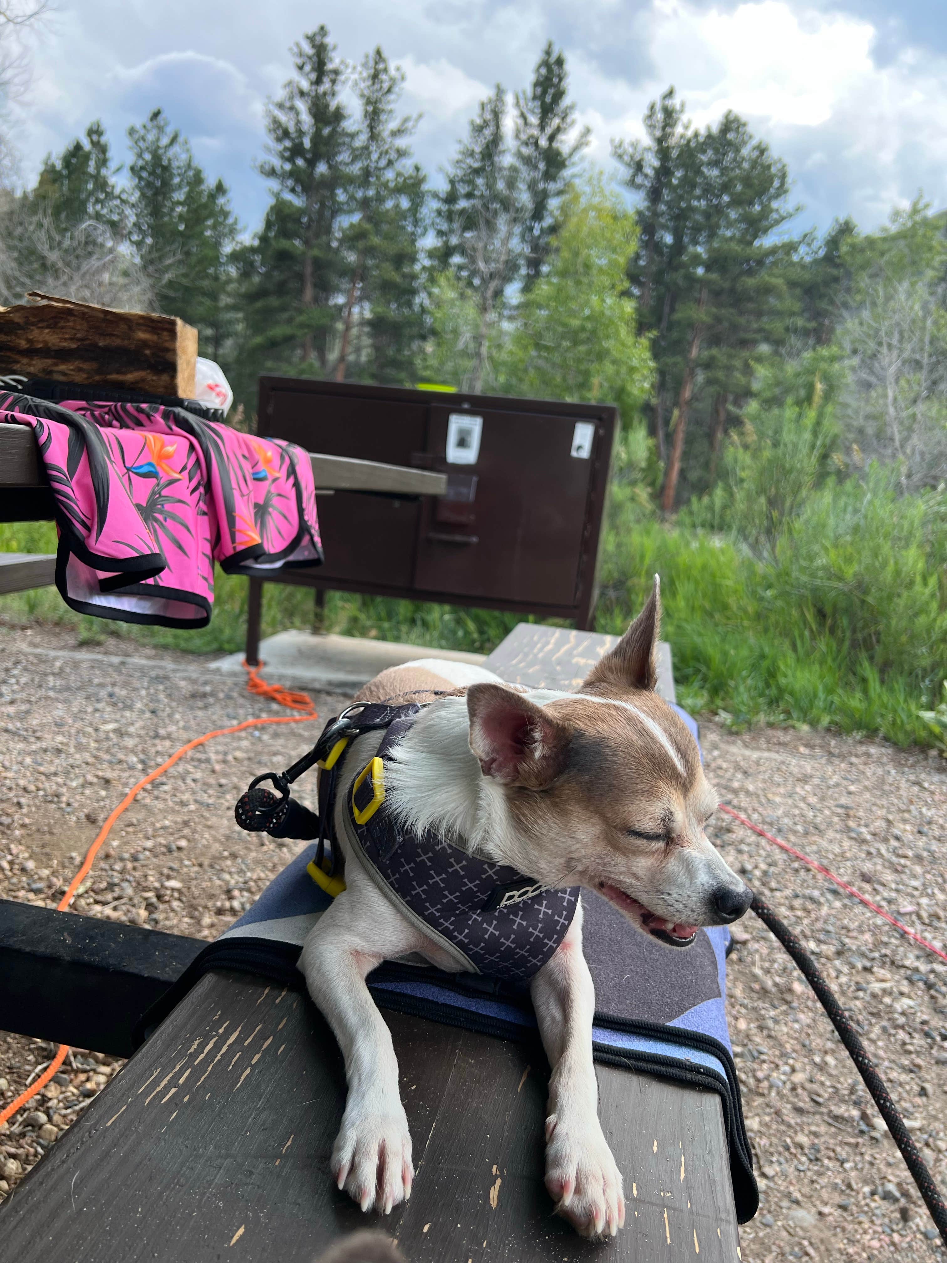 Jinho T.'s photo of camping with pets at Dutch George Campground near Livermore, CO