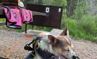 Jinho T.'s photo of camping with pets at Dutch George Campground near Livermore, CO