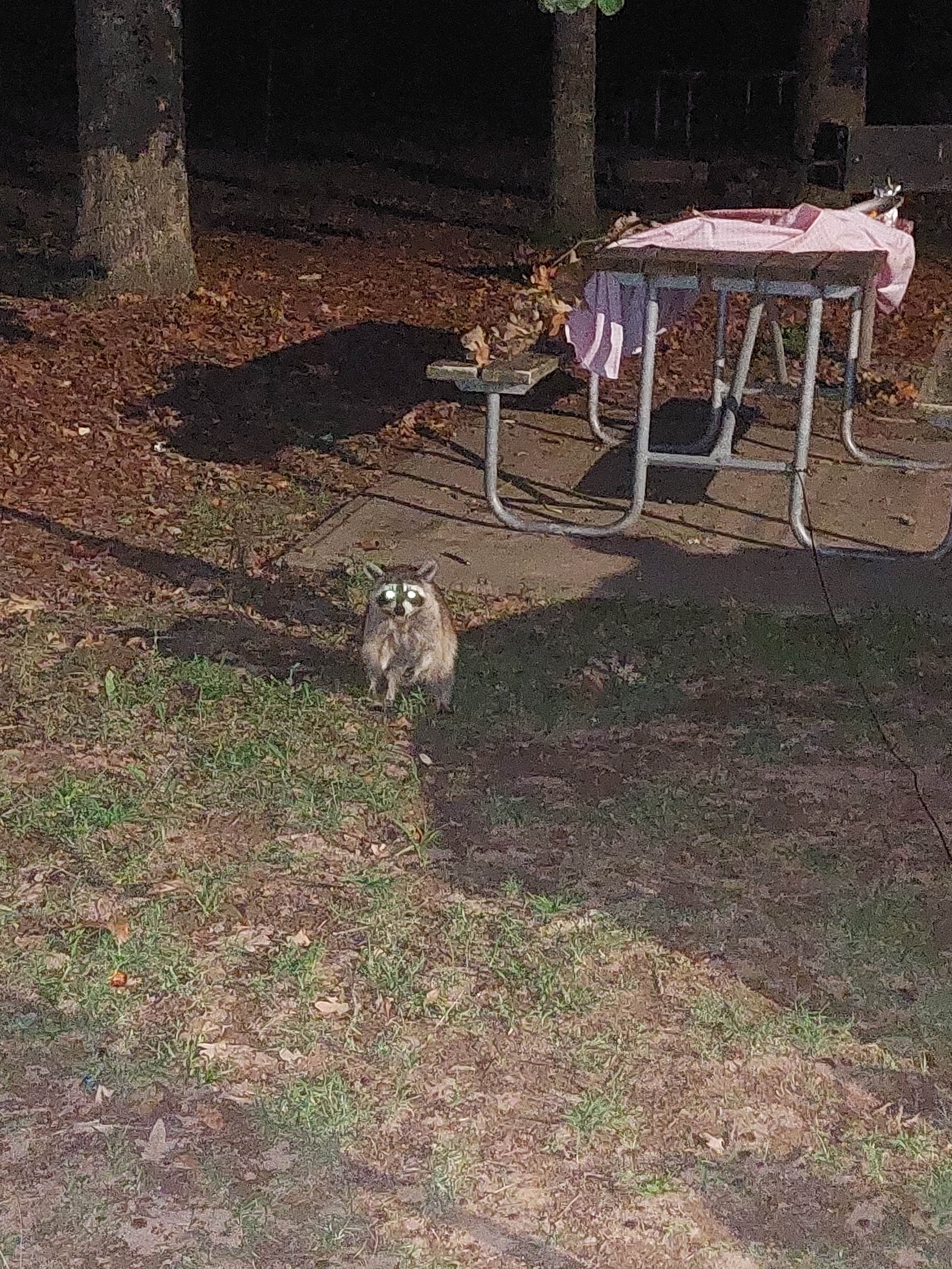 ashley's photo of camping with pets at Dogwood Campground — Lake Eufula State Park near Eufaula Lake