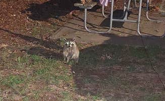 ashley's photo of camping with pets at Dogwood Campground — Lake Eufula State Park in Oklahoma