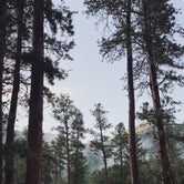 Review photo of Blue Bell Campground — Custer State Park by Cari E., July 24, 2023