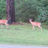 Review photo of Sam Houston Jones State Park — Sam Houston Jones State Park District II by Mike V., August 22, 2016