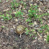 Review photo of Trap Pond State Park Campground by Jessica D., July 24, 2023