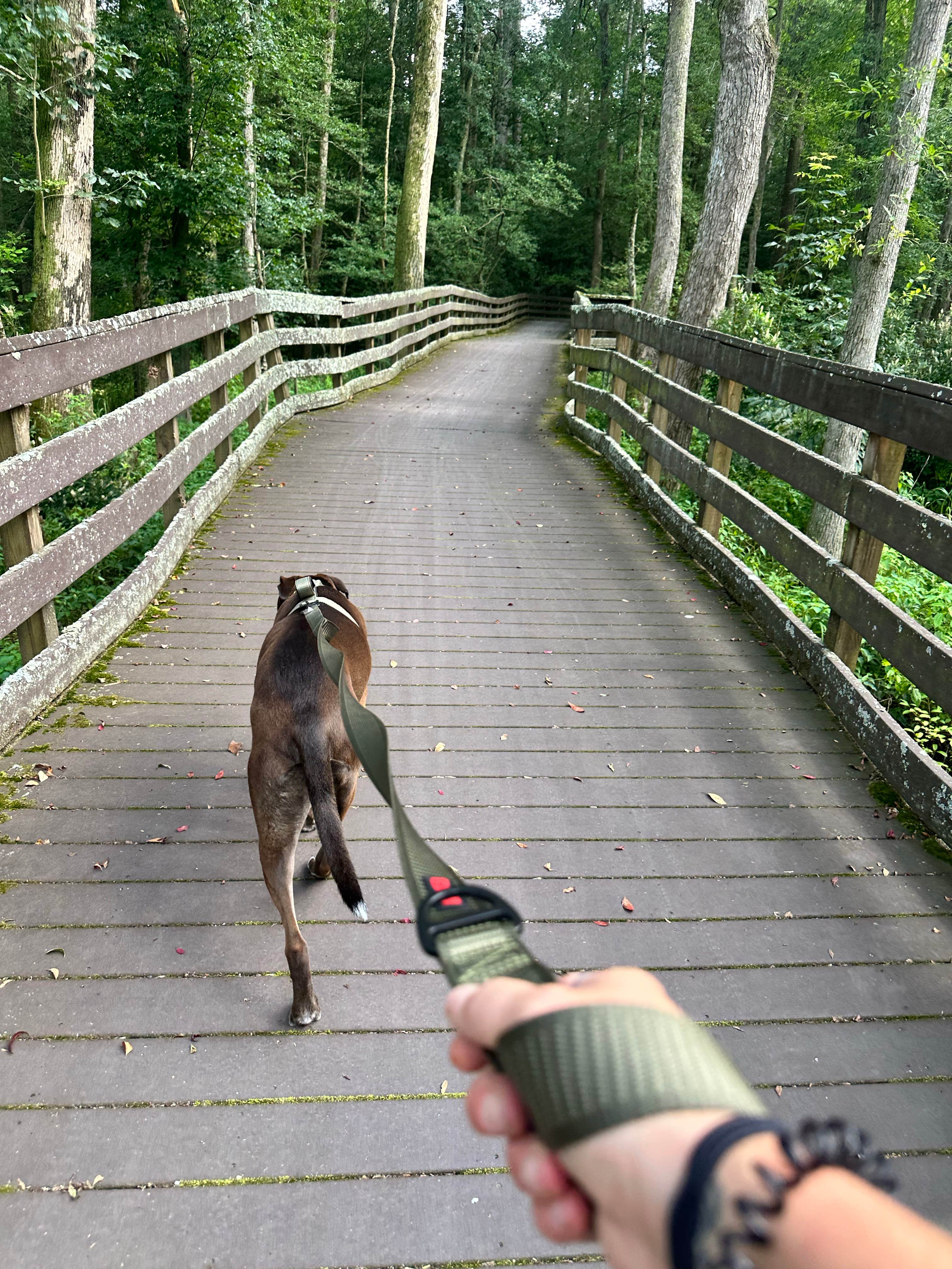 Jessica D.'s photo of camping with pets at Trap Pond State Park Campground near Seaford, DE