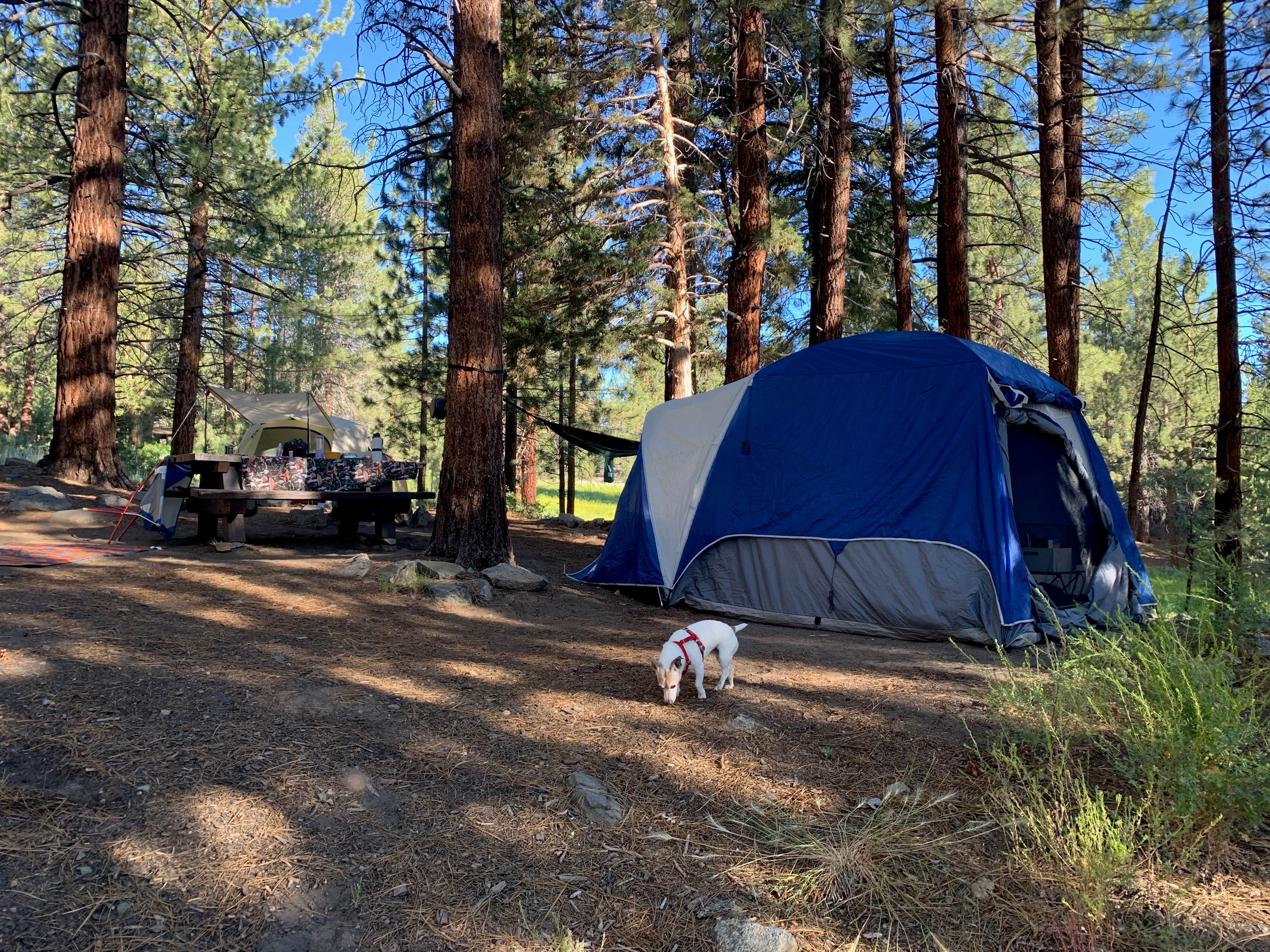 Camper submitted image from Sequoia National Forest Fish Creek Campground - 1