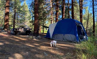 Whitney's photo of camping with pets at Sequoia National Forest Fish Creek Campground near Alabama Hills, CA