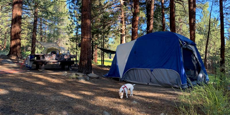 Camper submitted image from Sequoia National Forest Fish Creek Campground