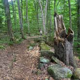 Review photo of Molly Stark State Park Campground by Gary G., July 24, 2023