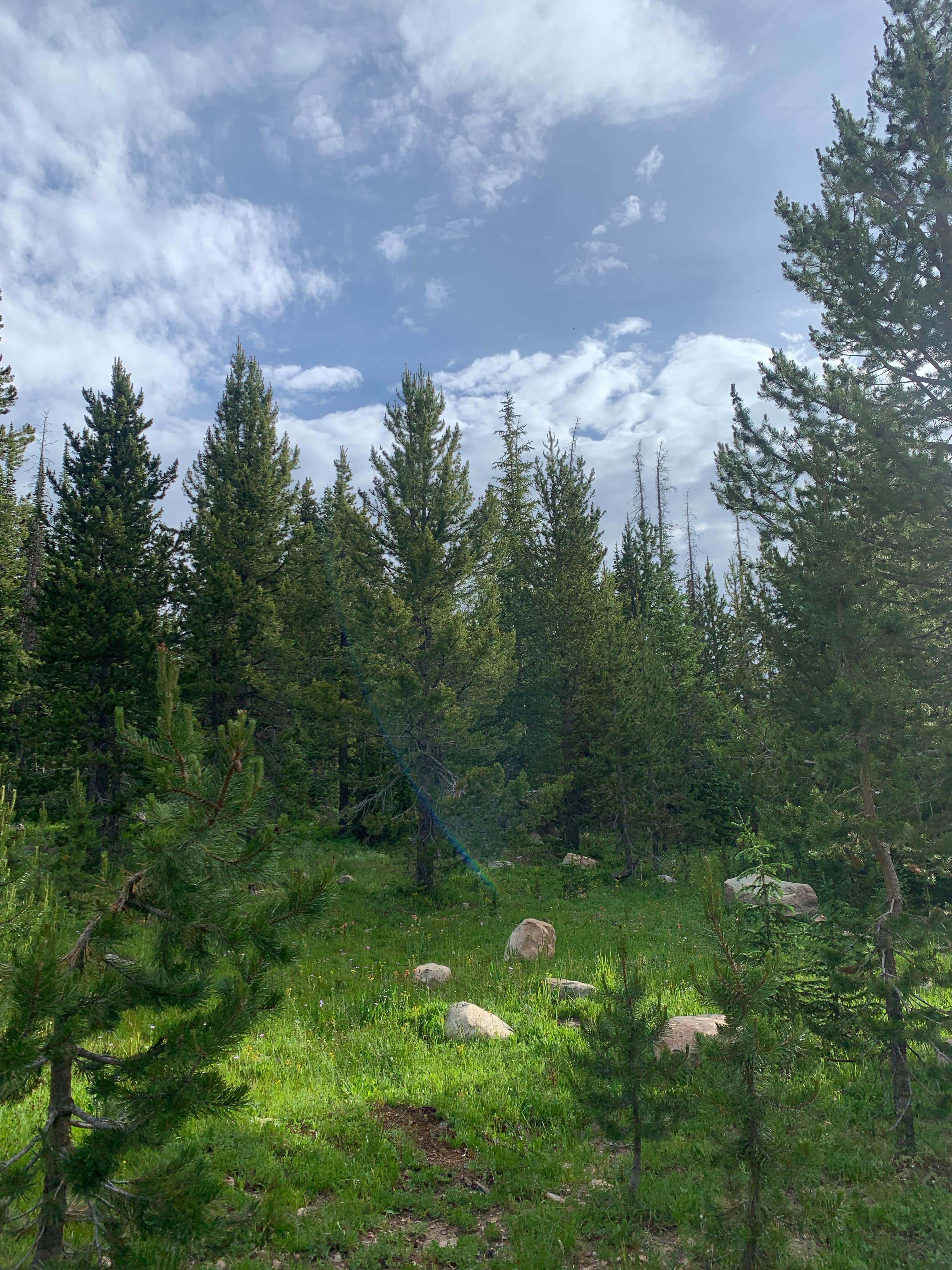 Camper-submitted photo at Uinta-Wasatch-Cache National Forest Dispersed Camping near Coalville, UT