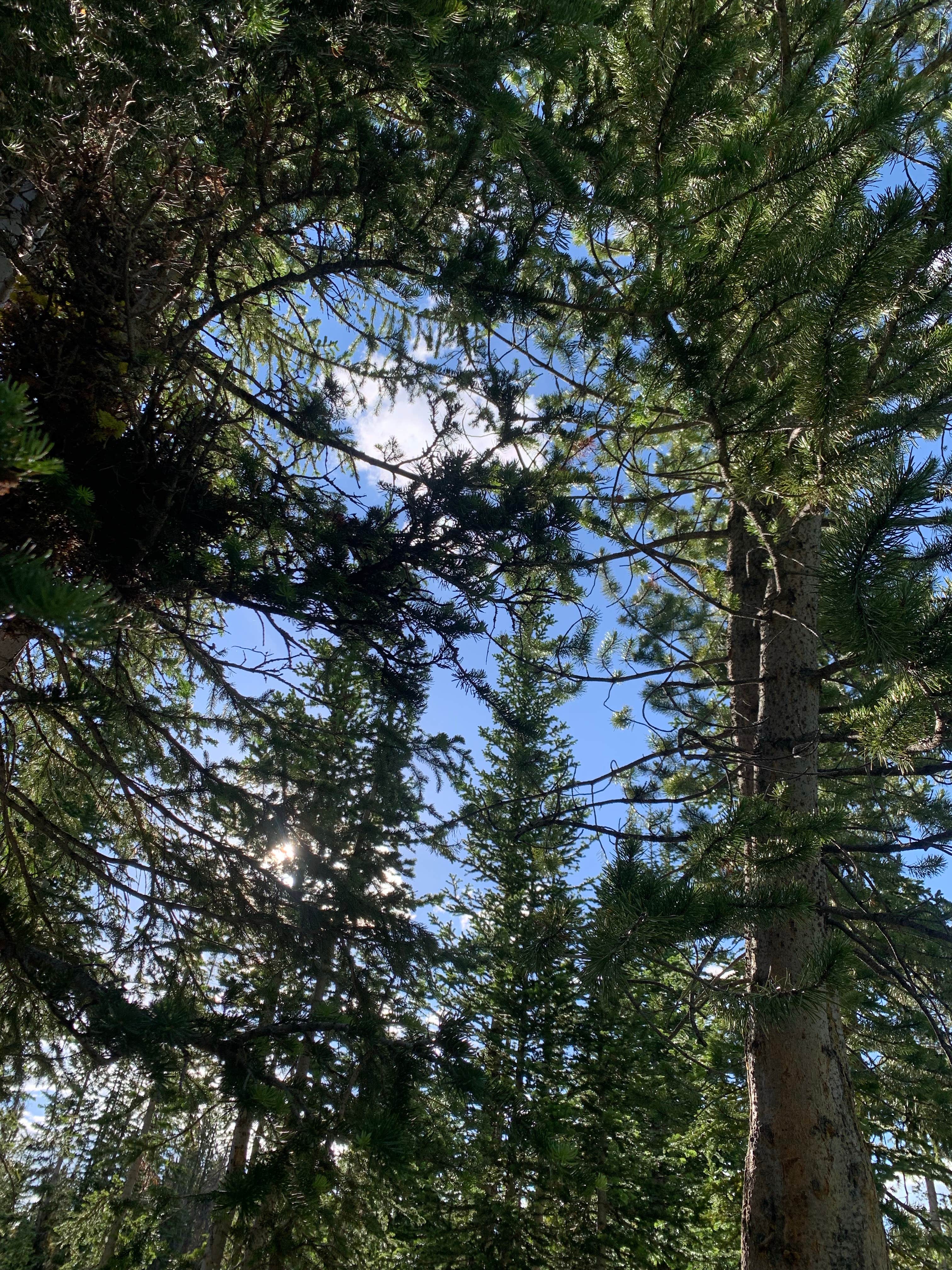 Camper-submitted photo at Uinta-Wasatch-Cache National Forest Dispersed Camping near Coalville, UT
