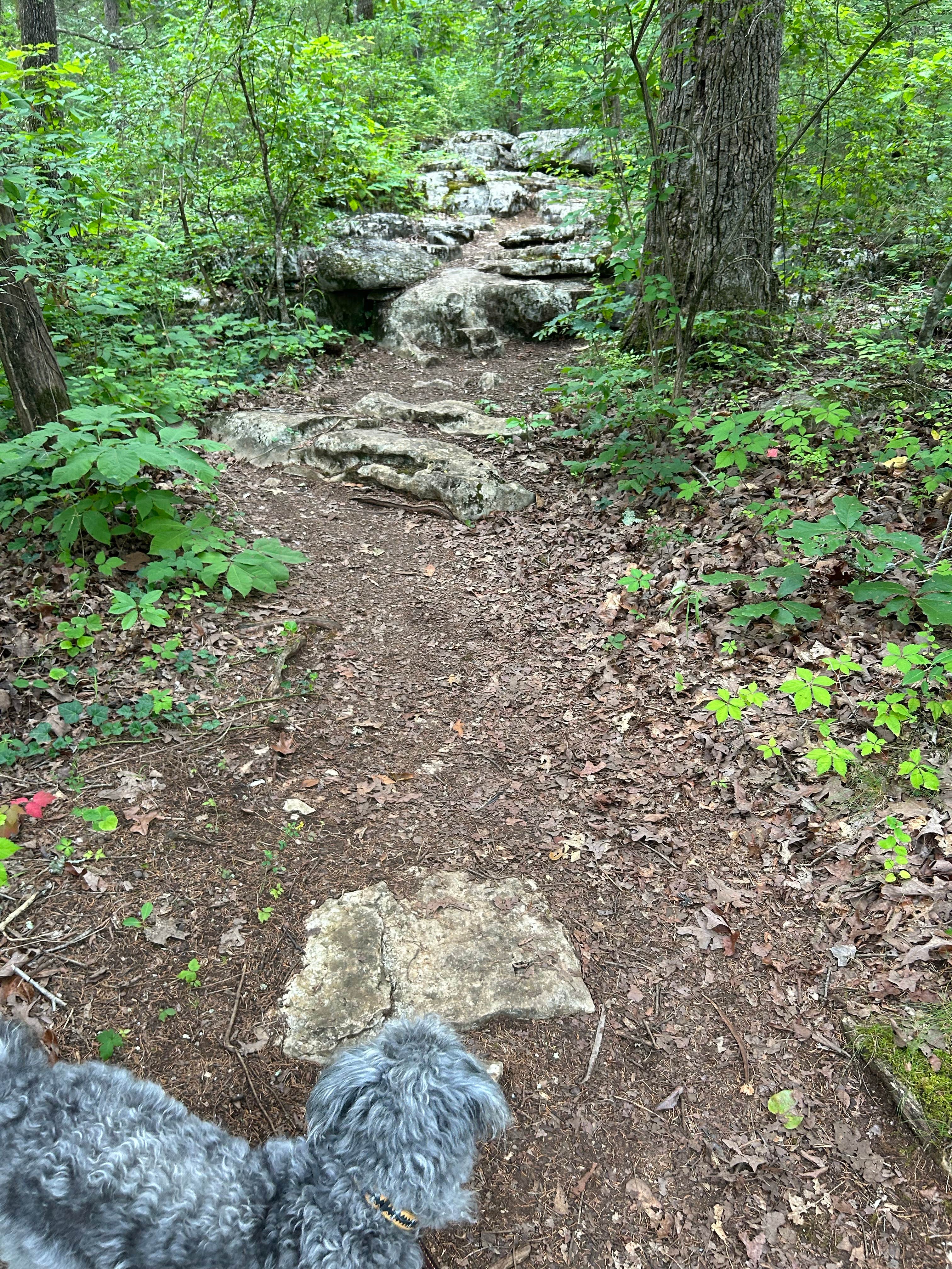 Todd C.'s photo of camping with pets at General Burnside Island State Park Campground near Somerset, KY