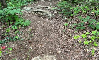 Todd C.'s photo of camping with pets at General Burnside Island State Park Campground near Liberty, KY