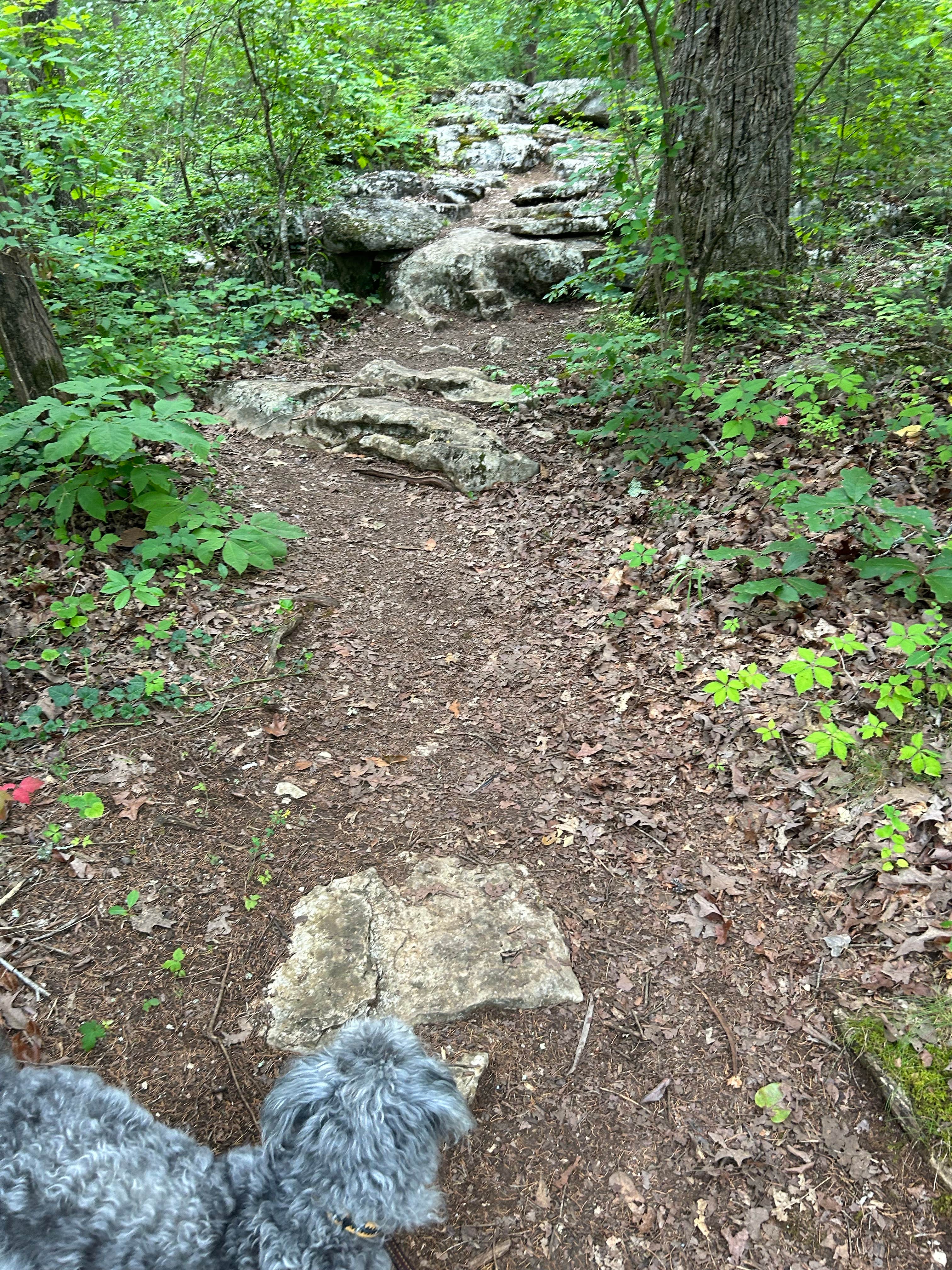 Todd C.'s photo of camping with pets at General Burnside Island State Park Campground near Somerset, KY