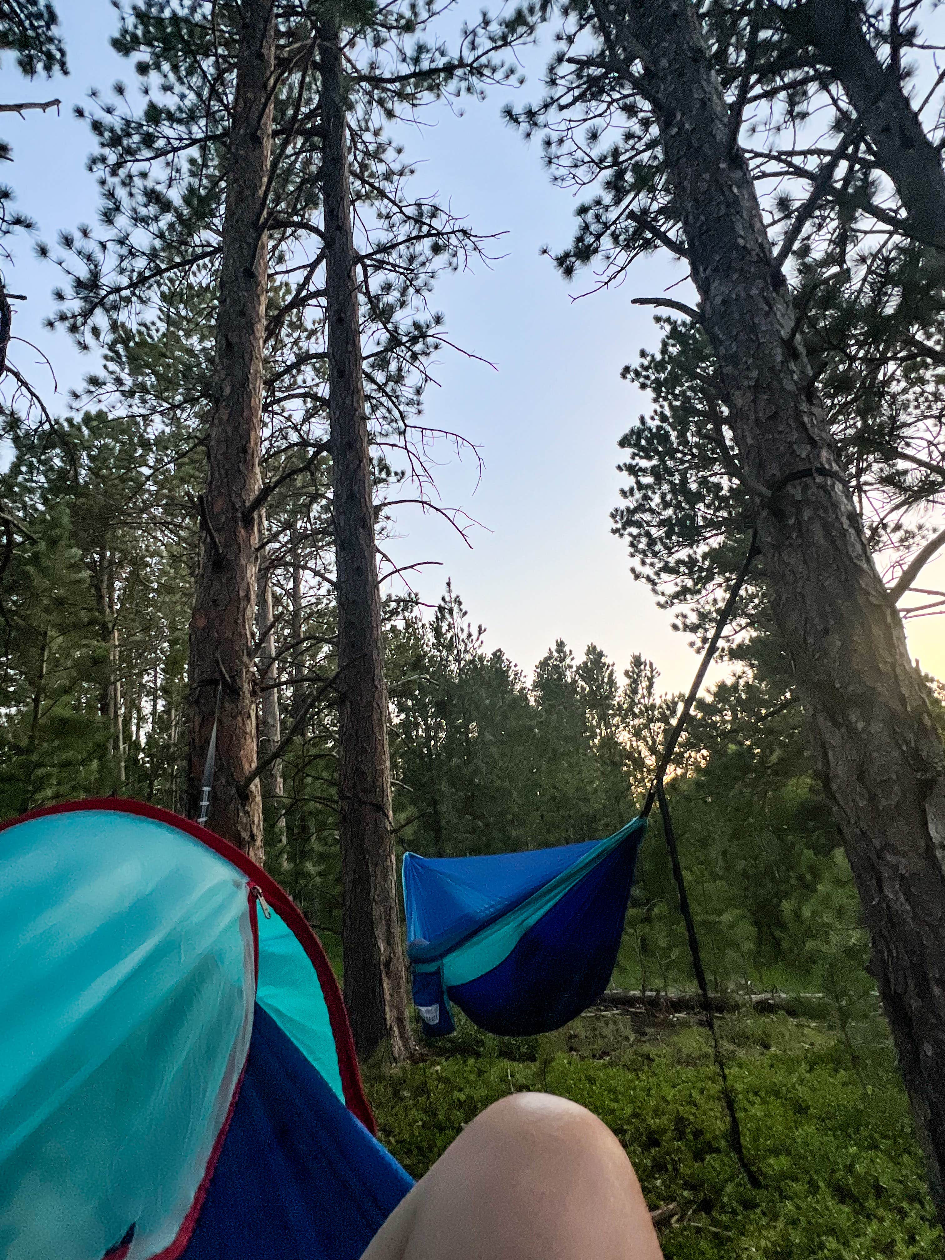 Misty B.'s photo of tent camping at Mount Roosevelt Road Dispersed Campsite near Silver City, SD