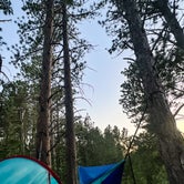 Review photo of Mount Roosevelt Road Dispersed Campsite by Misty B., July 24, 2023