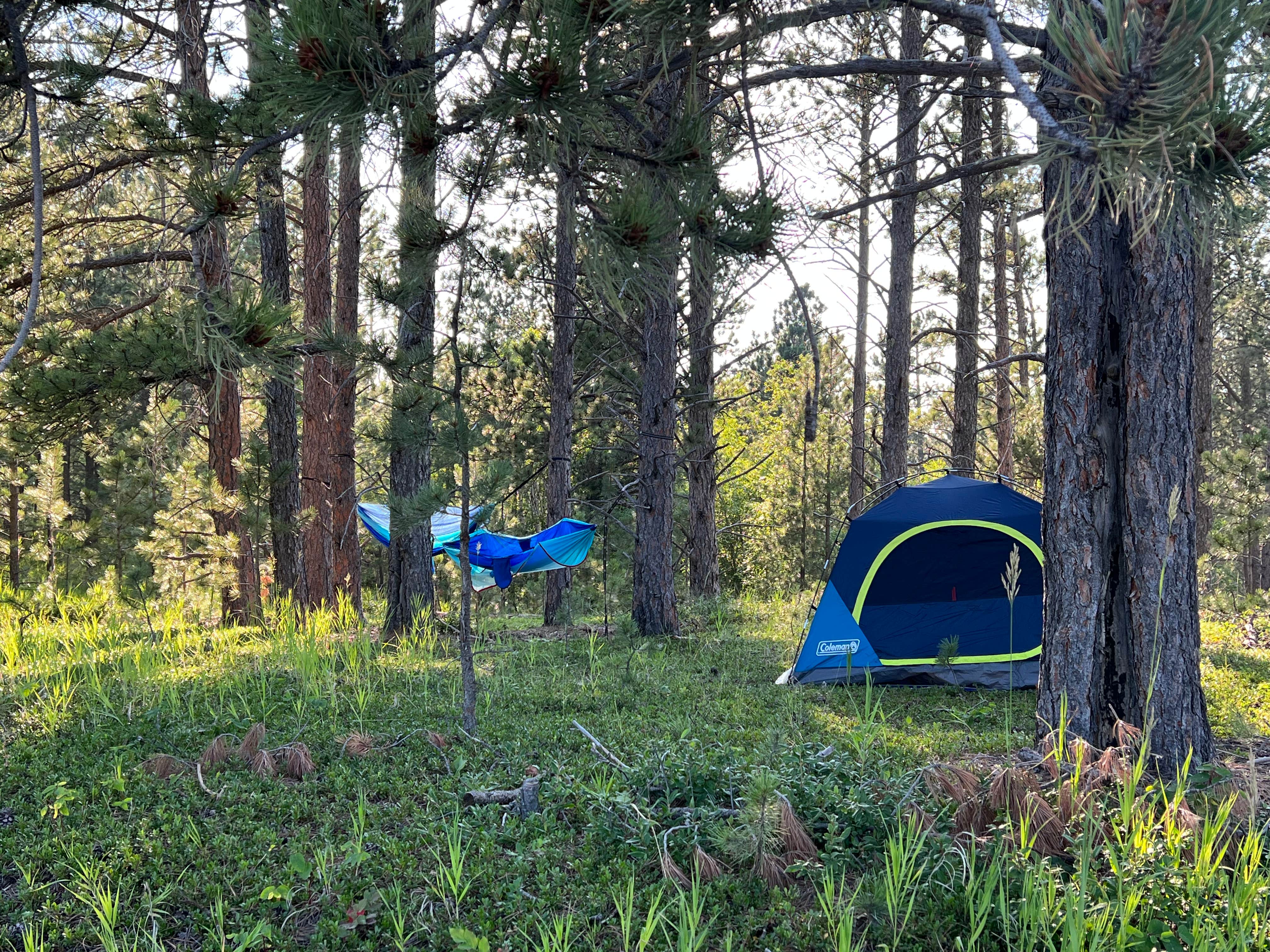 Camper submitted image from Mount Roosevelt Road Dispersed Campsite - 5