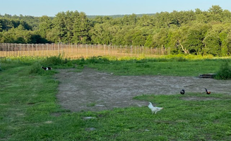 Garrett N.'s photo of camping with pets at Starlit Camping at Atlantic Coast Farms and Estates near Buffumville Lake