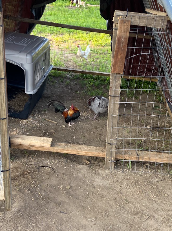 Camper-submitted photo at Starlit Camping at Atlantic Coast Farms and Estates near Storrs, CT