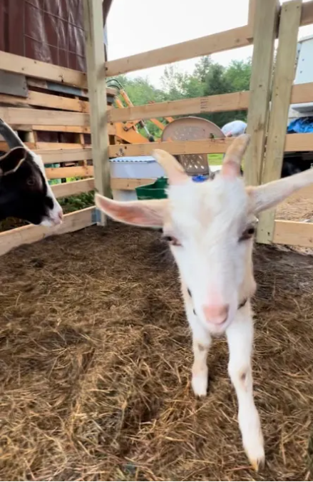 Camping near Wolf Den: Starlit Camping at Atlantic Coast Farms and Estates, Chaplin, Connecticut