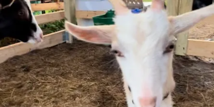 Camper submitted image from Starlit Camping at Atlantic Coast Farms and Estates