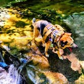 Review photo of Cuyahoga Valley National Park - CAMPING NO LONGER OFFERED by Joseph B., July 24, 2023