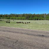 Review photo of North Rim Campground — Grand Canyon National Park by Terry K., July 8, 2023