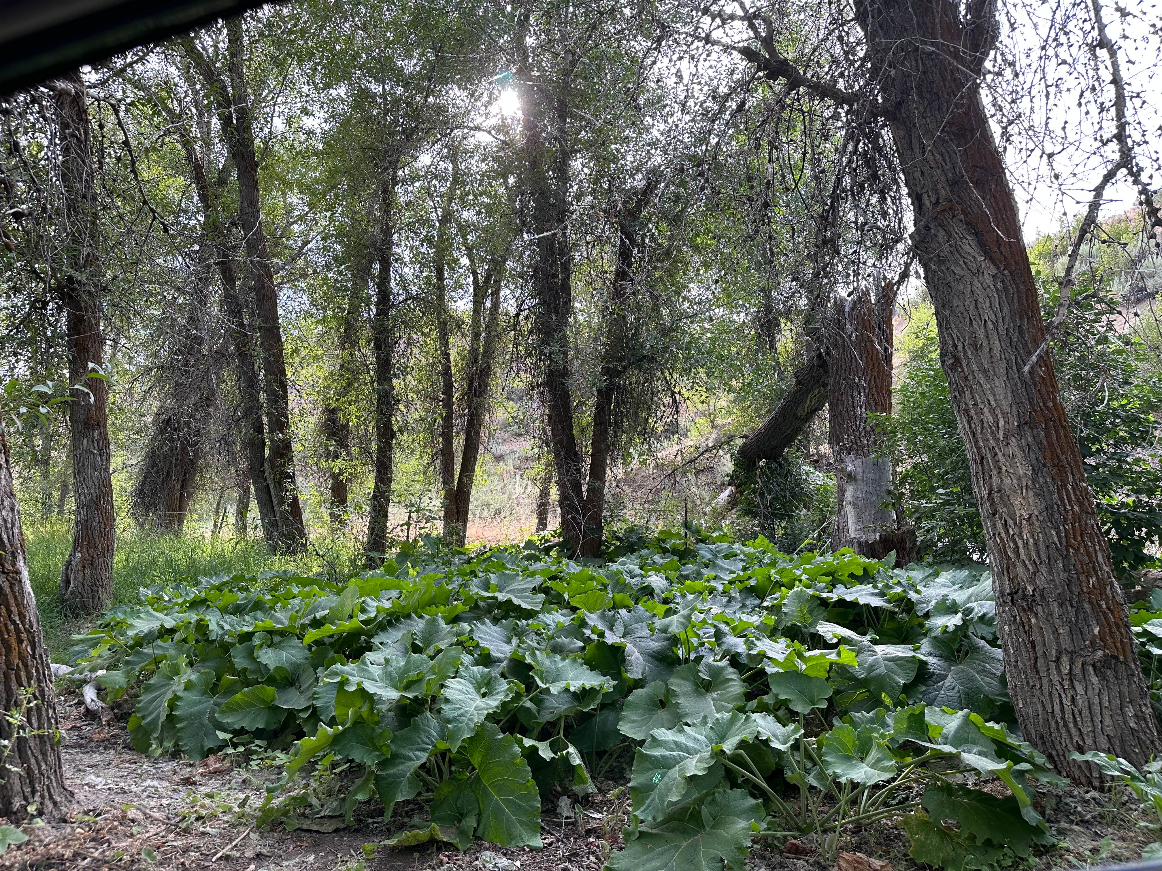 Camping near Silver Creek Public Access Dispersed: Stanton Crossing, Bellevue, Idaho