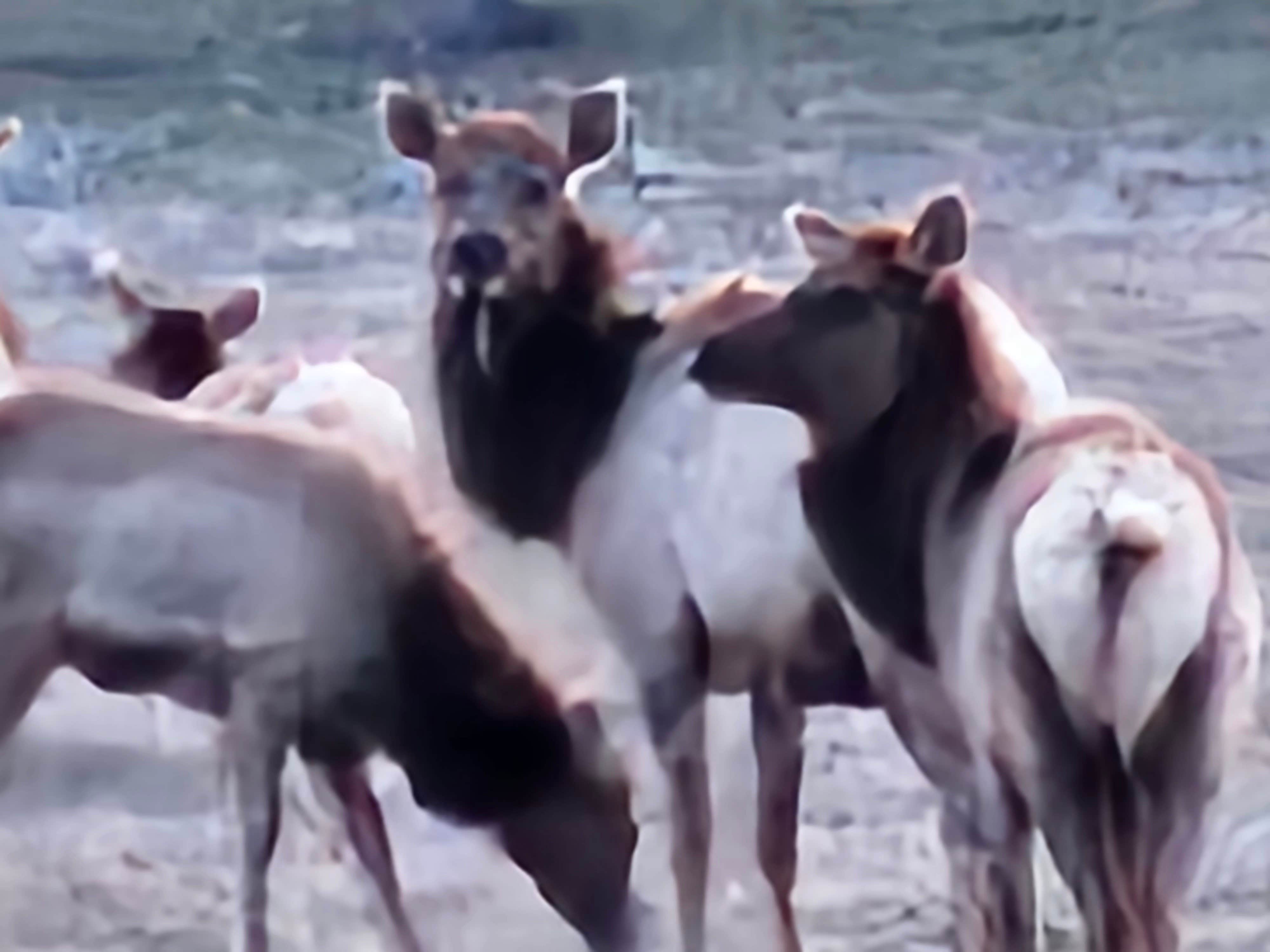 Nina F.'s photo of camping with pets at ROCK FARM RANCH near Gazelle, CA