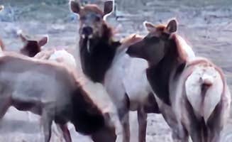 Nina F.'s photo of camping with pets at ROCK FARM RANCH near Klamath National Forest