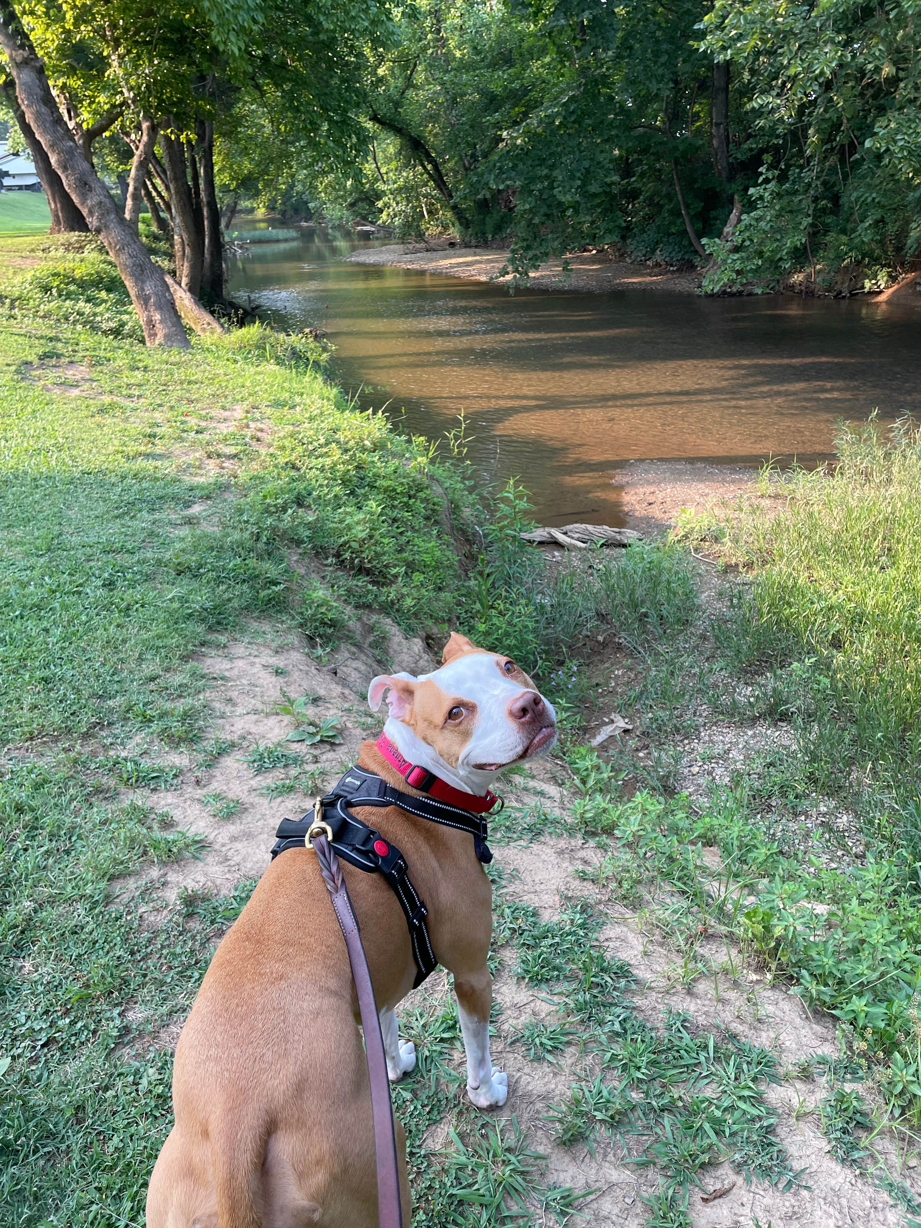 Gretchen's photo of camping with pets at Creekside RV Park near Sevierville, TN
