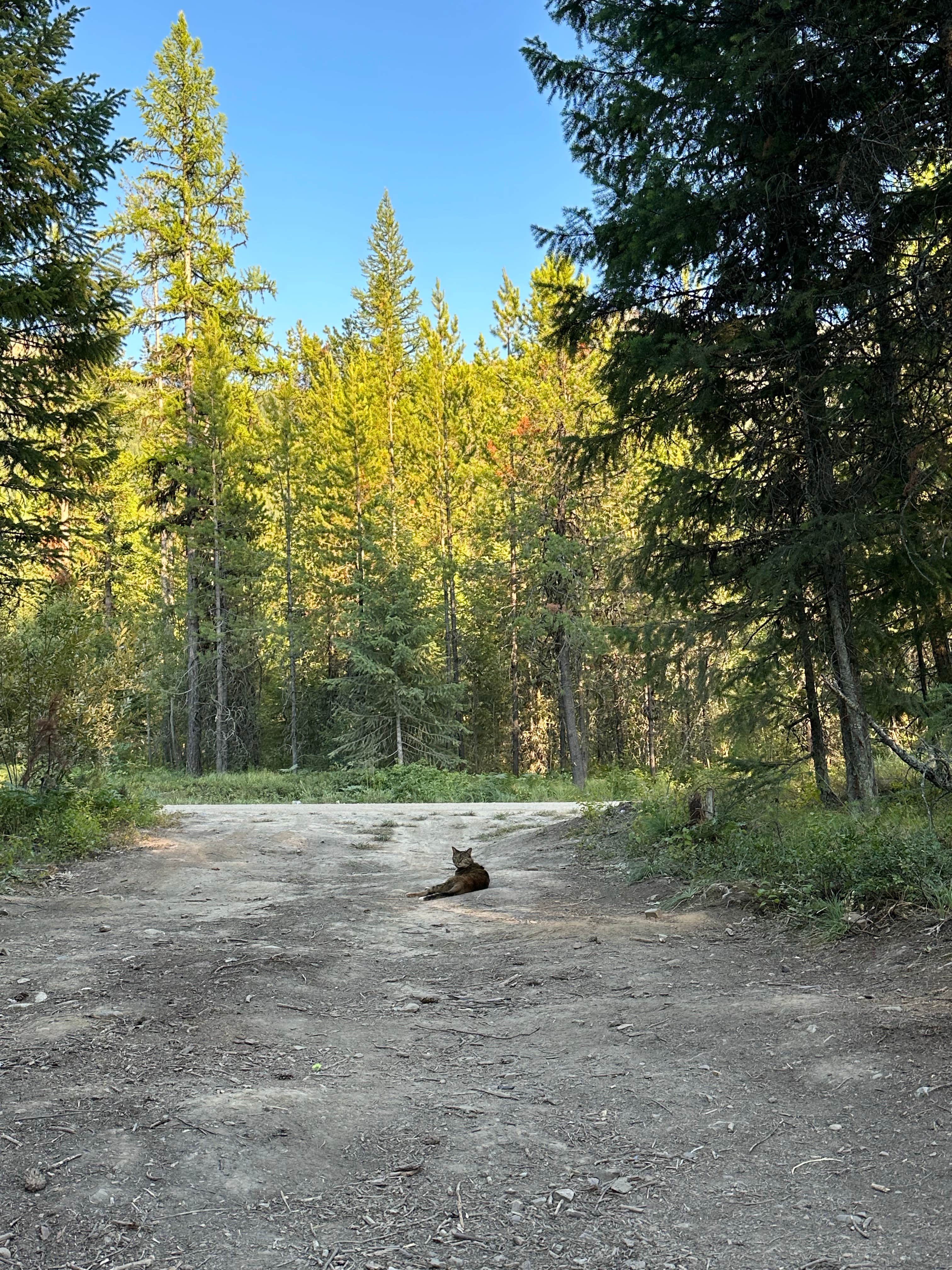 Tee C.'s photo of camping with pets at Ryan Road Dispersed Camping near Babb, MT