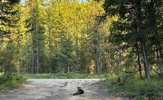 Tee C.'s photo of camping with pets at Ryan Road Dispersed Camping near Glacier National Park