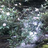 Review photo of Cades Cove Campground by Roger W., July 25, 2023