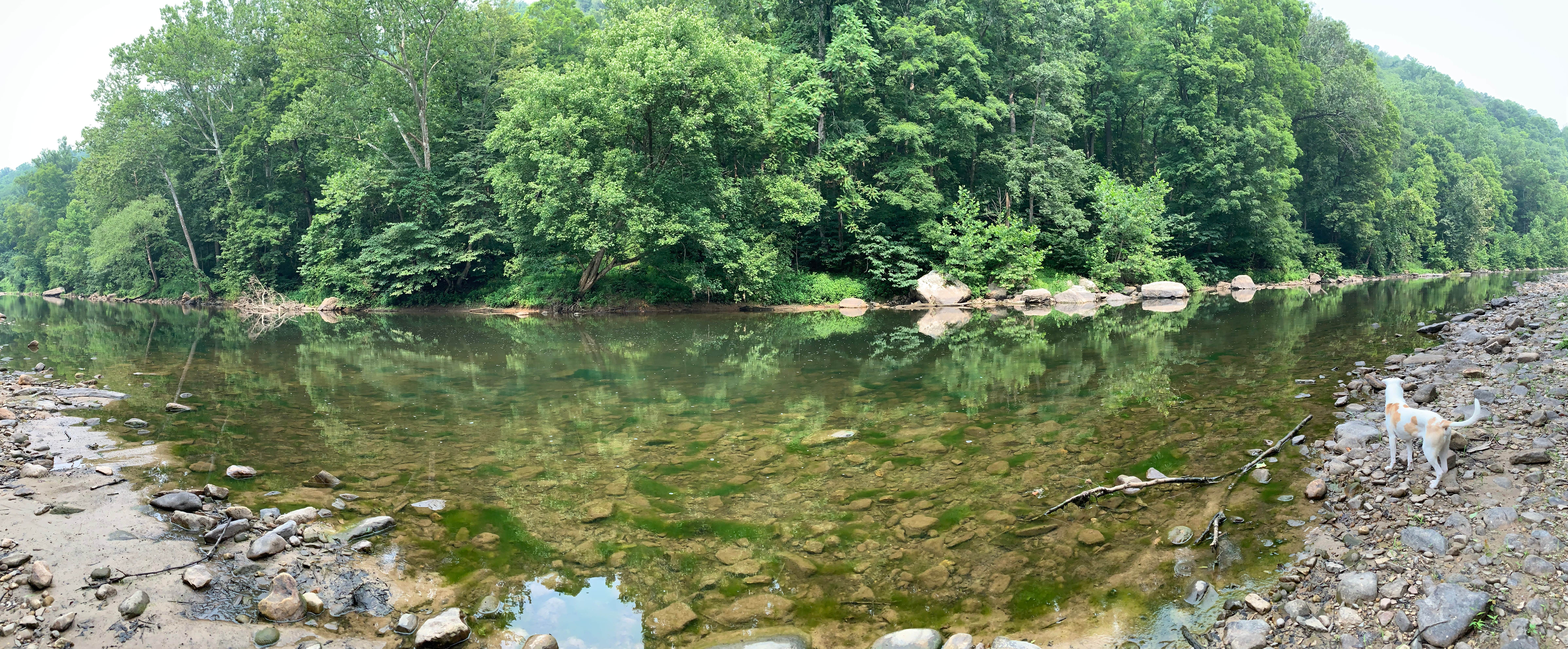 Elizabeth C.'s photo of camping with pets at Camp Cacapon near Big Cove Tannery, PA