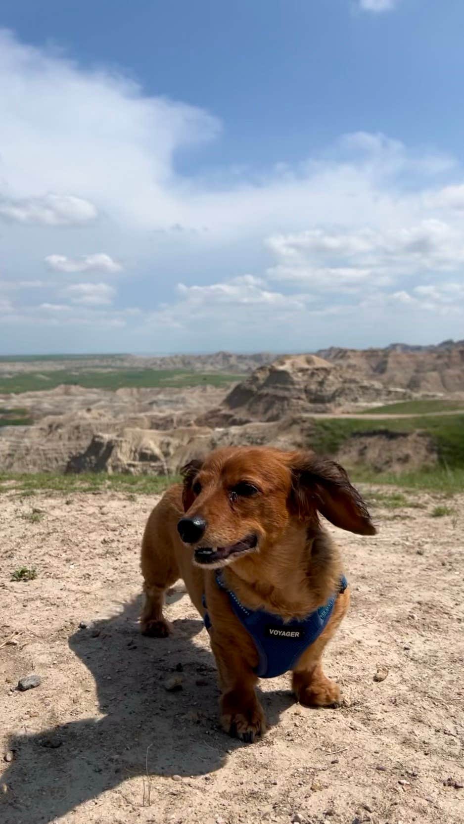 Cari E.'s photo of camping with pets at Buffalo Gap Dispersed Camping near Interior, SD
