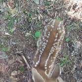 Review photo of Cloudland Canyon State Park Campground by Mark D., July 25, 2023