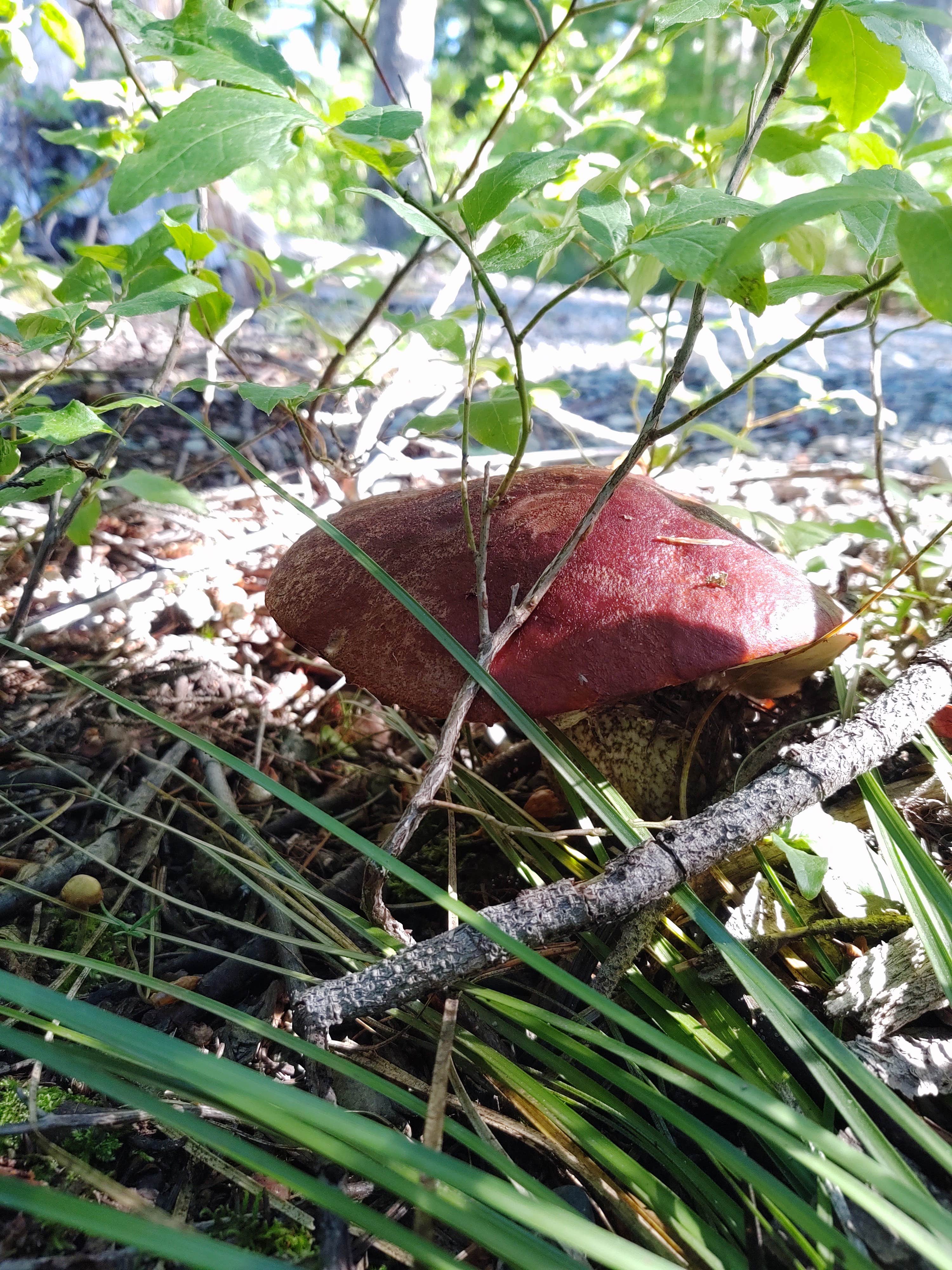 Camper-submitted photo at Big Therriault Lake Campground near Rexford, MT