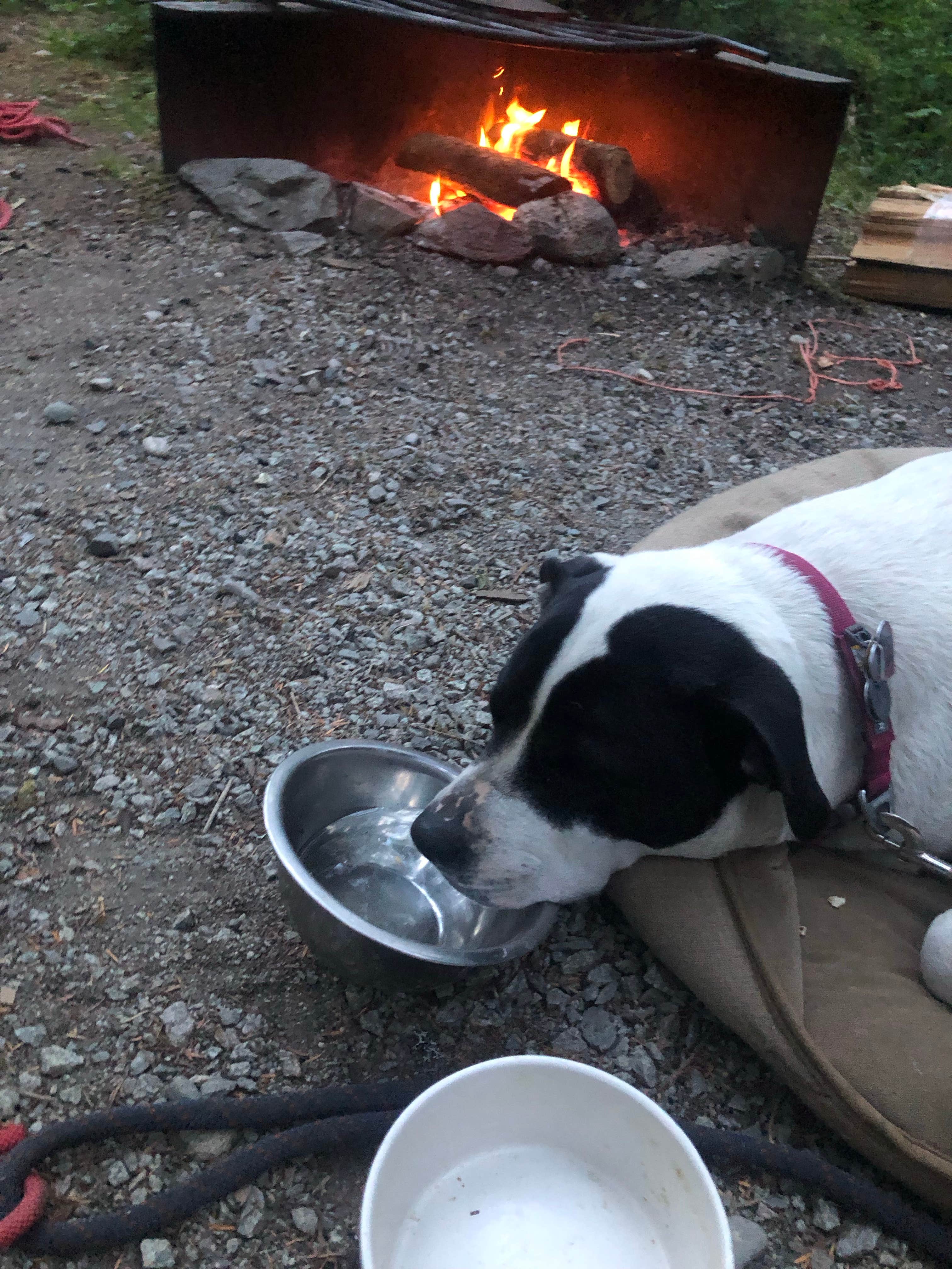 Olivia's photo of camping with pets at Mineral Park Campground near Concrete, WA