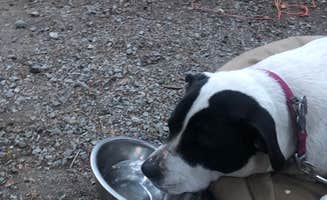 Olivia's photo of camping with pets at Mineral Park Campground near Lake Chelan National Recreation Area