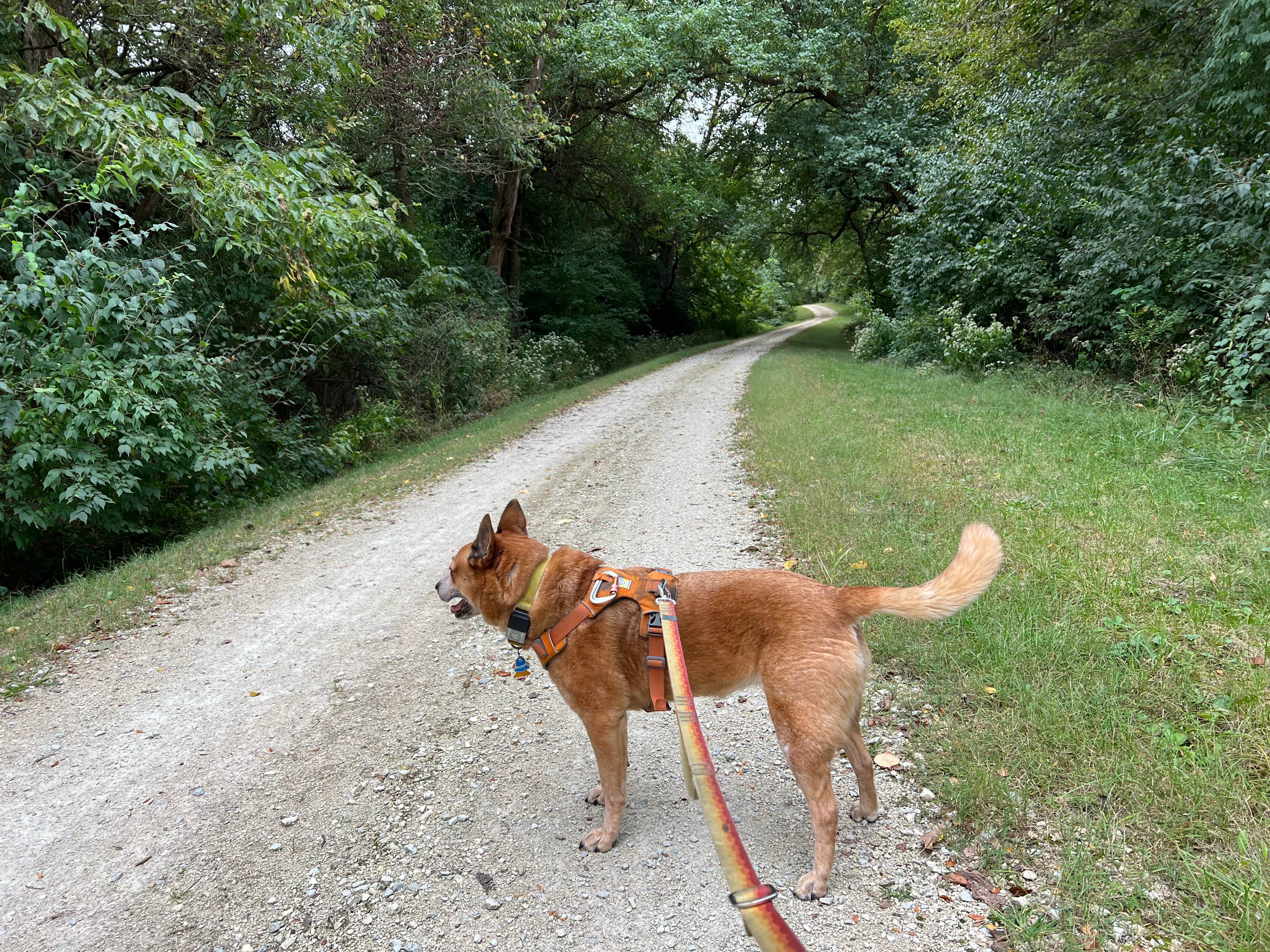 Art S.'s photo of camping with pets at Potowatomi Campground — Kankakee River State Park near Pontiac, IL