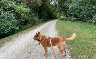Art S.'s photo of camping with pets at Potowatomi Campground — Kankakee River State Park near Mount Ayr, IN