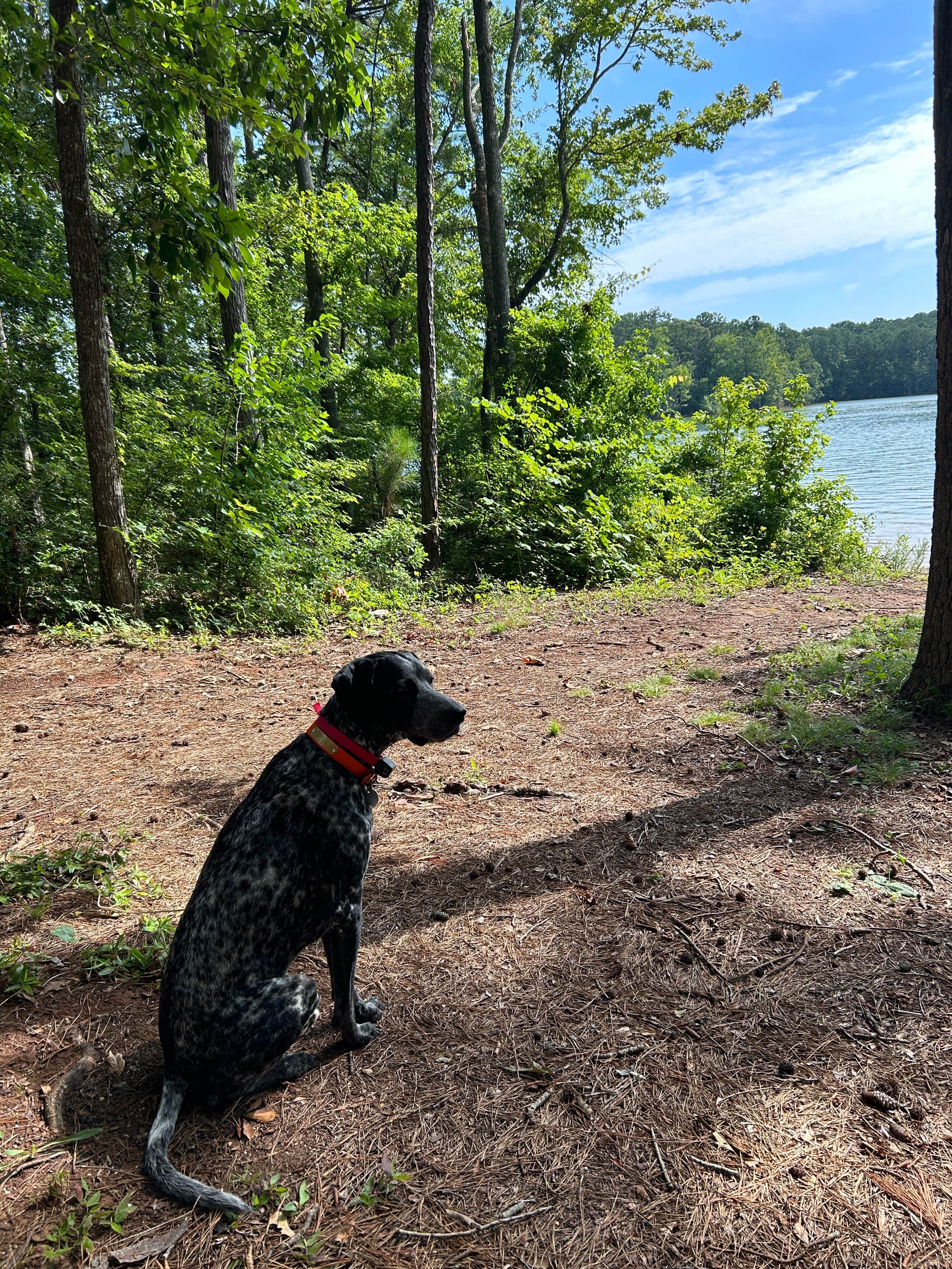 Caitlin S.'s photo of camping with pets at R. Shaefer Heard Campground near Alexander City, AL