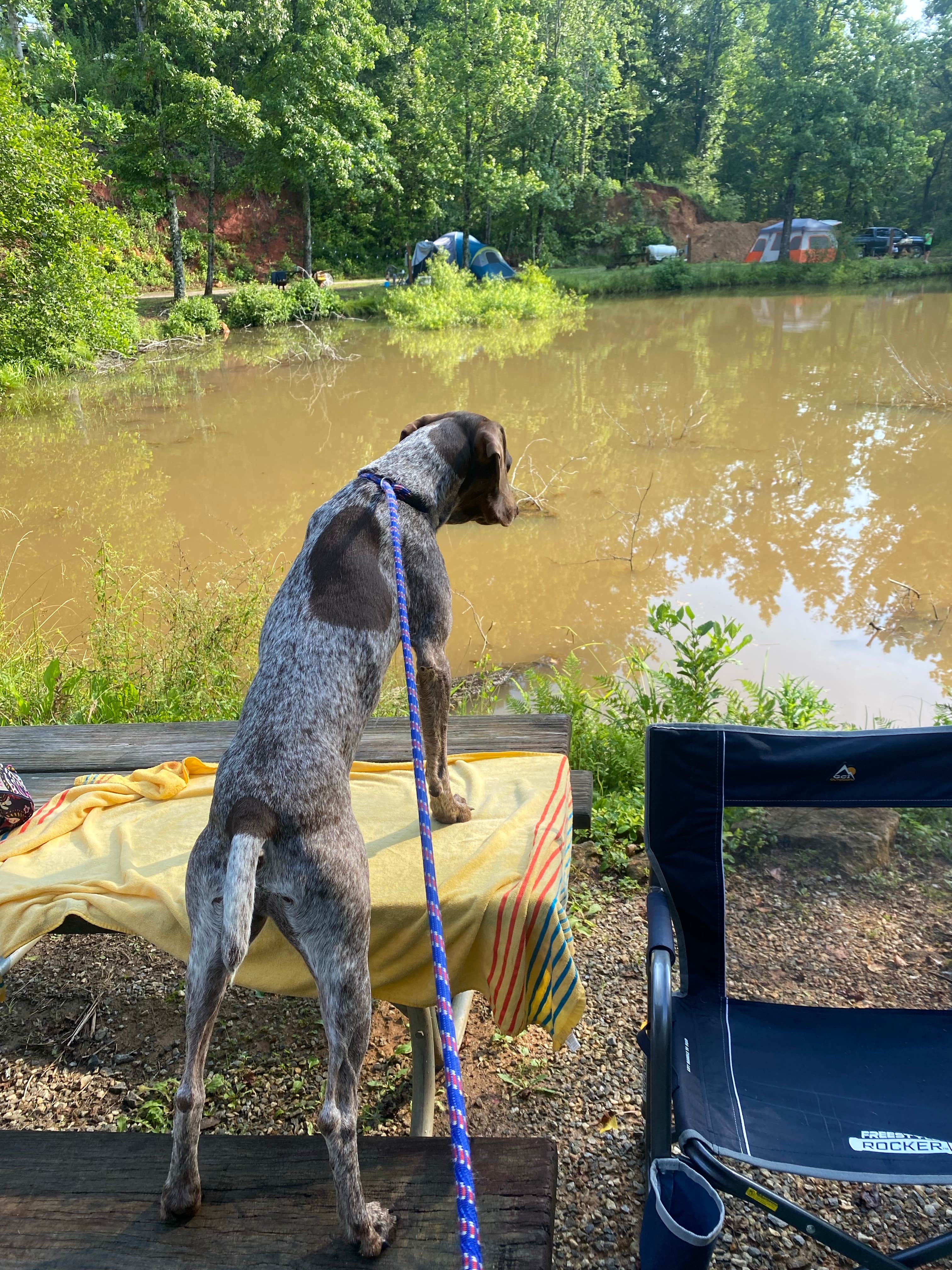 Caitlin S.'s photo of camping with pets at Jenny's Creek Family Campground near Helen, GA